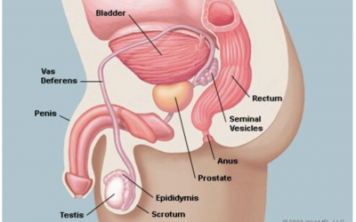 What foods should you eat for good PROSTATE health